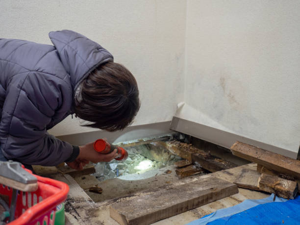 Best Mold Removal for HVAC Installations  in Minden, NV