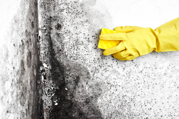 Best Commercial Mold Inspection  in Minden, NV