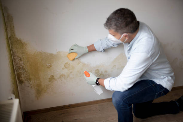Best Industrial Mold Remediation  in Minden, NV