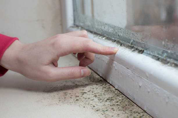 Best Mold Documentation for Insurance Claims  in Minden, NV